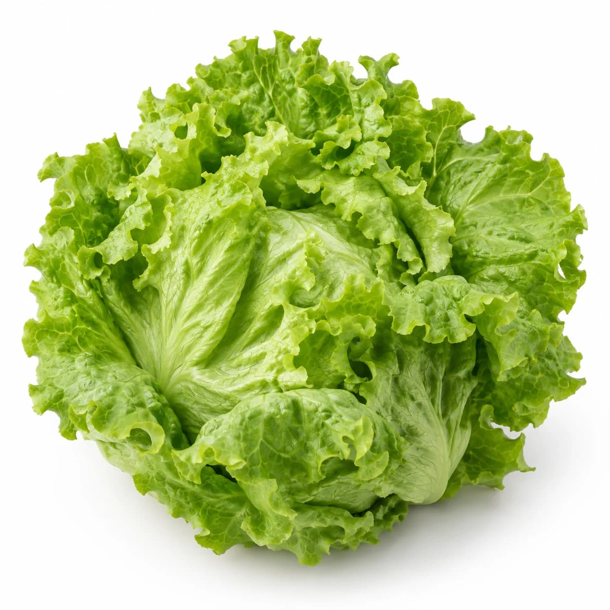 Salade Batavia